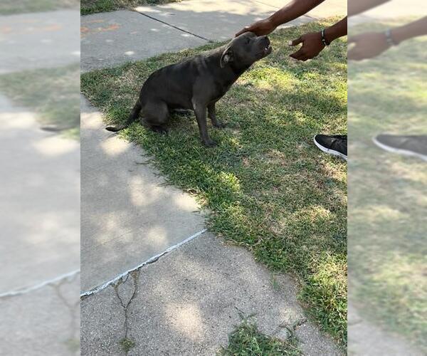 Medium Photo #1 Mutt Puppy For Sale in Oklahoma City, OK, USA
