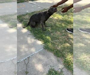 Mutt Dogs for adoption in Oklahoma City, OK, USA