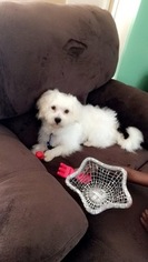 Maltese Puppy for sale in BEULAVILLE, NC, USA