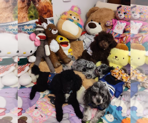 Poodle (Toy) Litter for sale in MOUNT AIRY, GA, USA