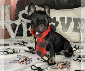 French Bulldog Puppy for sale in BOSTON, MA, USA