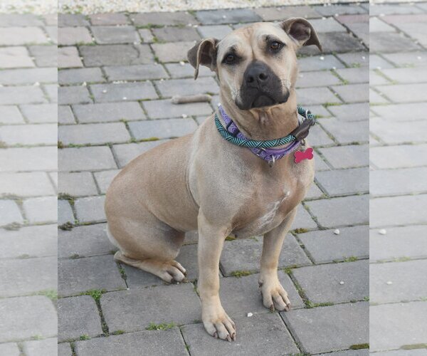 Medium Photo #1 American Staffordshire Terrier-Unknown Mix Puppy For Sale in Spring Lake, NJ, USA