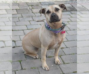 American Staffordshire Terrier-Unknown Mix Dogs for adoption in Spring Lake, NJ, USA