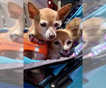 Small #1 Chihuahua Mix