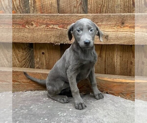 Medium Photo #2 Labrador Retriever Puppy For Sale in DRY RUN, PA, USA