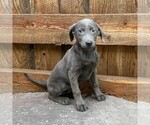 Small Photo #2 Labrador Retriever Puppy For Sale in DRY RUN, PA, USA