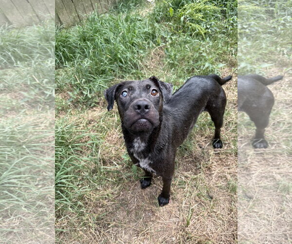 Medium Photo #3 American Staffordshire Terrier-Unknown Mix Puppy For Sale in Jackson, MS, USA