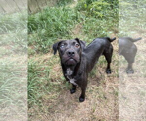 Freedom - Male American Staffordshire Terrier-Unknown Mix Dog for Adoption - Photo #3