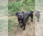 Small #2 American Staffordshire Terrier Mix