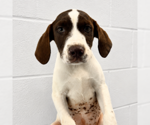 Labrador Retriever-Unknown Mix Dogs for adoption in Sterling, MA, USA