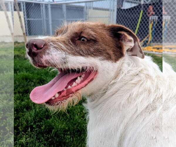 Medium Photo #4 Mutt Puppy For Sale in Emmett, ID, USA