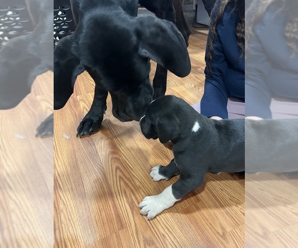 Medium Photo #10 Great Dane Puppy For Sale in MAYSVILLE, KY, USA