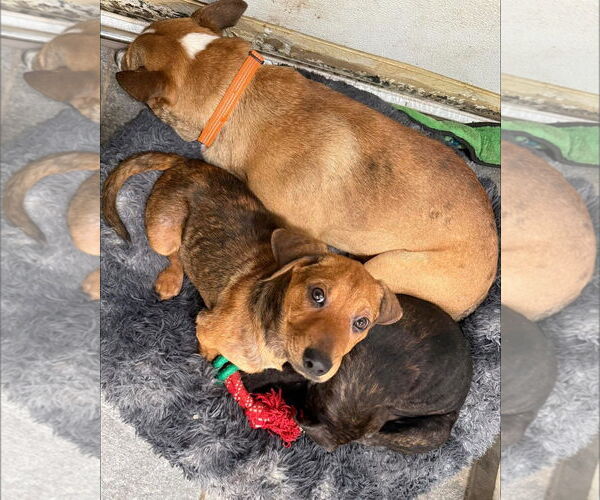Medium Photo #4 Plott Hound-Unknown Mix Puppy For Sale in Germantown, OH, USA