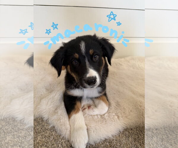 Medium Photo #1 Border Collie-Unknown Mix Puppy For Sale in Sandy, UT, USA