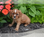 Puppy Danise Cavalier King Charles Spaniel
