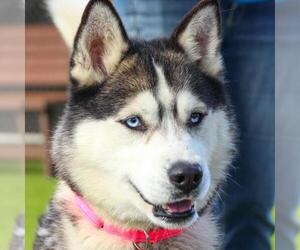 Siberian Husky Dogs for adoption in Camarillo, CA, USA