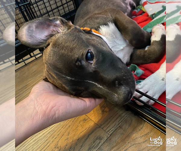 Medium Photo #4 Labrador Retriever-Unknown Mix Puppy For Sale in Washington, DC, USA