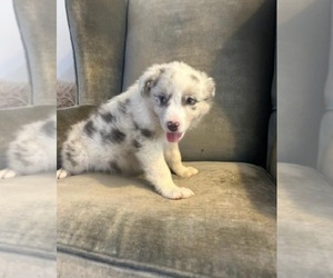 Australian Shepherd Puppy for sale in INDIANAPOLIS, IN, USA