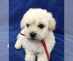 Small Photo #15 Poodle (Toy) Puppy For Sale in SAFFORD, AZ, USA