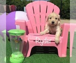 Small Photo #5 Goldendoodle Puppy For Sale in CLIMAX, NC, USA