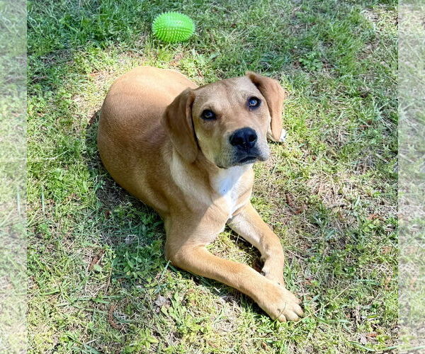 Medium Photo #4 American Foxhound-Unknown Mix Puppy For Sale in Texarkana, TX, USA