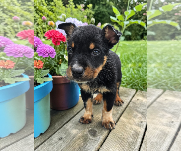 Medium Photo #7 Mutt Puppy For Sale in McKinney, TX, USA