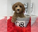 Small Photo #12 Goldendoodle (Miniature) Puppy For Sale in BULLARD, TX, USA