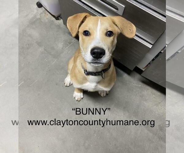 Medium Photo #2 Labrador Retriever-Unknown Mix Puppy For Sale in McDonough, GA, USA