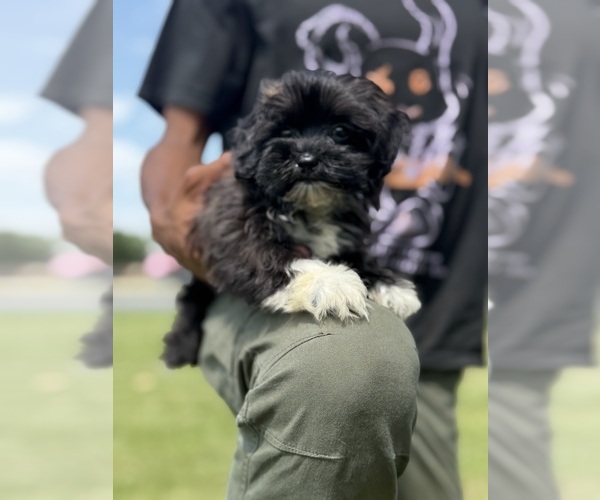 Medium Photo #1 Shorkie Tzu Puppy For Sale in DETROIT, MI, USA