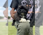 Image preview for Ad Listing. Nickname: Jet