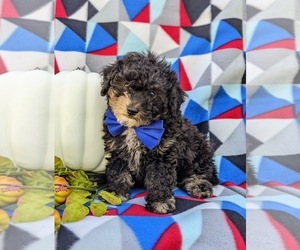 Cavapoo-Poodle (Miniature) Mix Puppy for sale in COCHRANVILLE, PA, USA