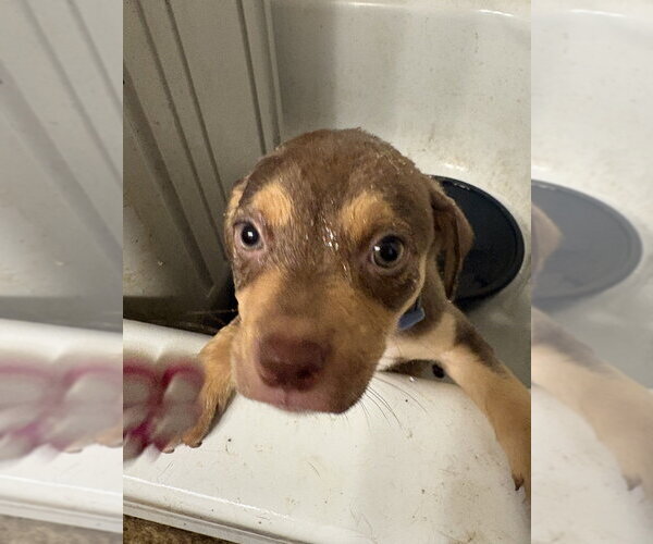 Medium Photo #3 Mutt Puppy For Sale in Evansville, IN, USA