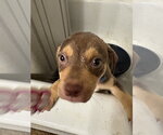 Small #2 Mutt