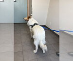 Small #2 Collie
