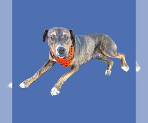 Mastiff Dogs for adoption in Bakersfield, CA, USA