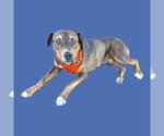 *DAVID - Male Mastiff Dog for Adoption - Small photo