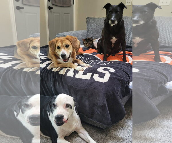 Medium Photo #19 Beagle-Unknown Mix Puppy For Sale in Germantown, OH, USA