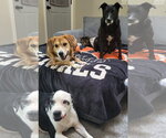 Small #18 Beagle Mix