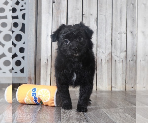 Medium Photo #2 Pomeranian-Poodle (Toy) Mix Puppy For Sale in MOUNT VERNON, OH, USA
