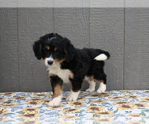 Medium Photo #3 Miniature Bernedoodle Puppy For Sale in MILLERSBURG, OH, USA