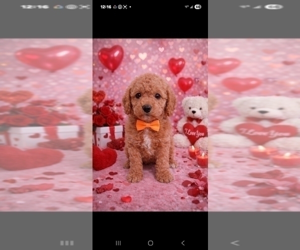 Medium Photo #80 Goldendoodle (Miniature) Puppy For Sale in GASTONIA, NC, USA