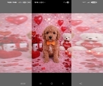 Small Photo #80 Goldendoodle (Miniature) Puppy For Sale in GASTONIA, NC, USA