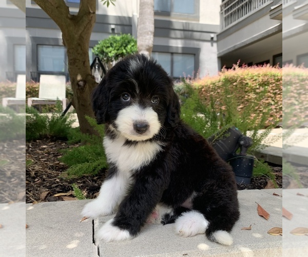 Medium Photo #1 Bernedoodle Puppy For Sale in HOUSTON, TX, USA