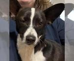 Small Cardigan Welsh Corgi Mix