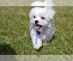 Small Photo #1 Maltese Puppy For Sale in CLERMONT, FL, USA