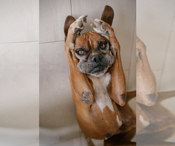 Medium Photo #2 Boxer Puppy For Sale in Dumont, NJ, USA
