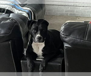 Labrador Retriever-Unknown Mix Dogs for adoption in Aurora, CO, USA