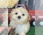 Small Photo #5 Zuchon Puppy For Sale in CANOGA, NY, USA
