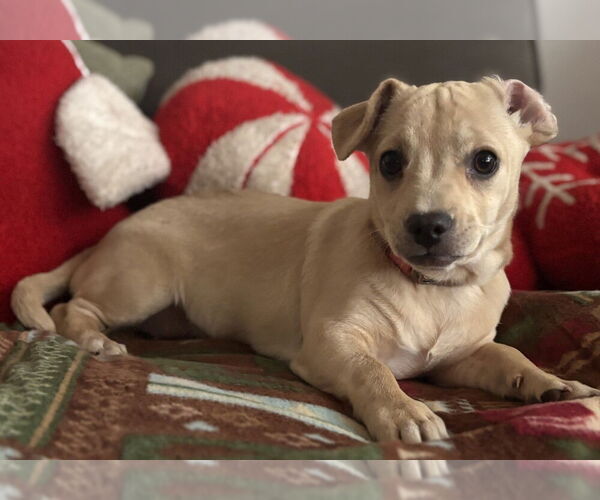 Medium Photo #6 Chihuahua-Rhodesian Ridgeback Mix Puppy For Sale in San Bernardino, CA, USA