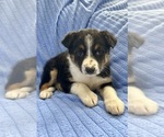Small #3 Australian Shepherd